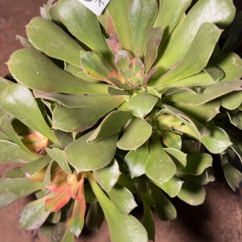 6751多肉法师流星雨