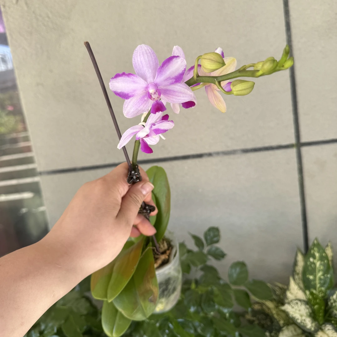 【只发新疆 新疆包邮】2颗紫水晶蝴蝶兰叶子有闷伤！