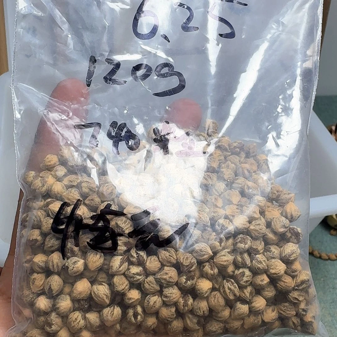 看***客柏香籽/百香籽吊坠