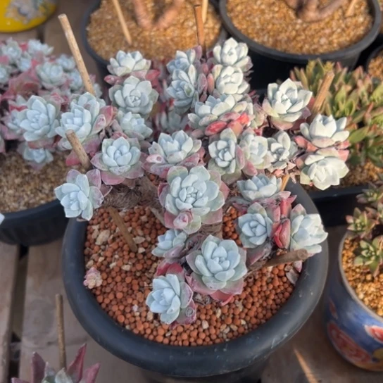 投**剑谢谢哥～一物一拍付清