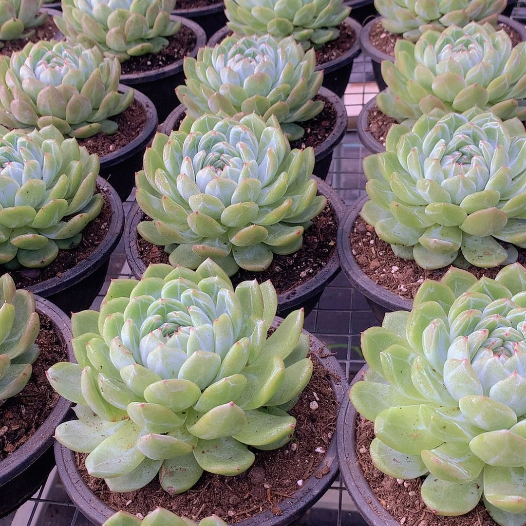 大号雪花珍妮457889999900