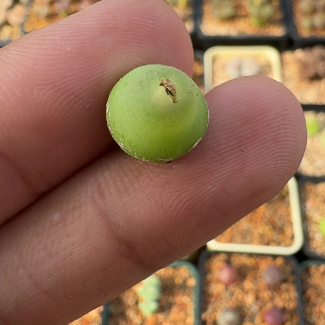 云缦精品番杏1.3 大葫芦3年