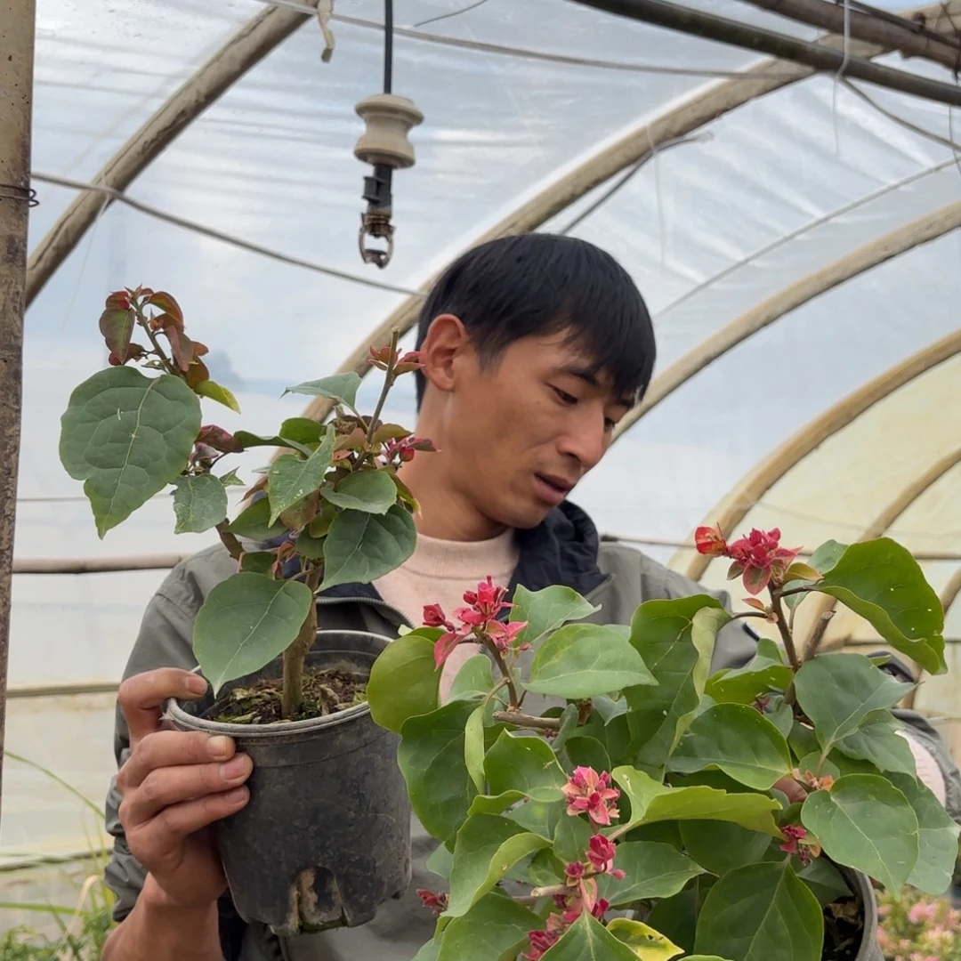 全部花苞（暹罗）三角梅会落花落叶会光杆苗有大有小