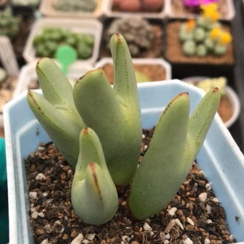 多肉肉锥 皮卡丘