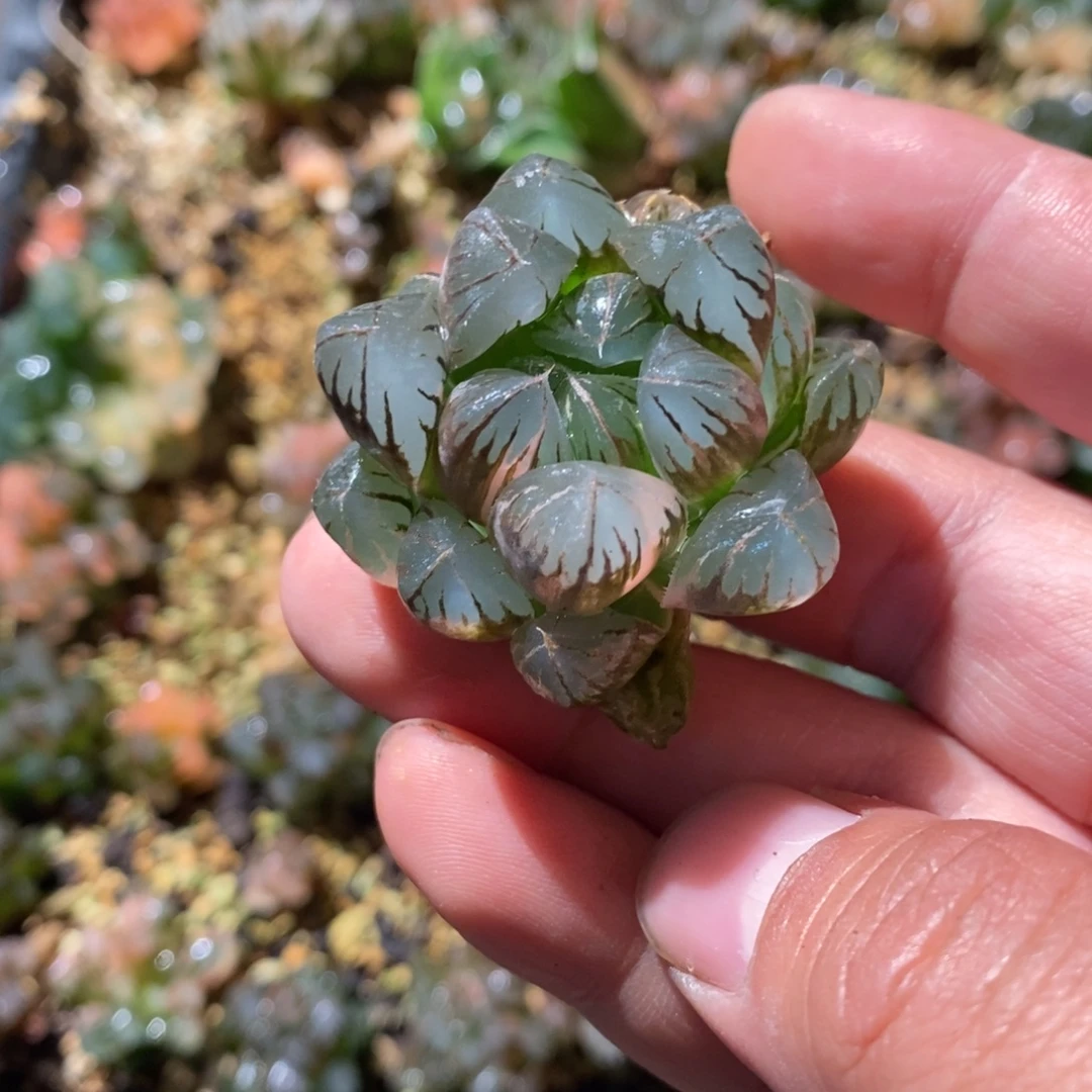 小***v2471 一颗福利。