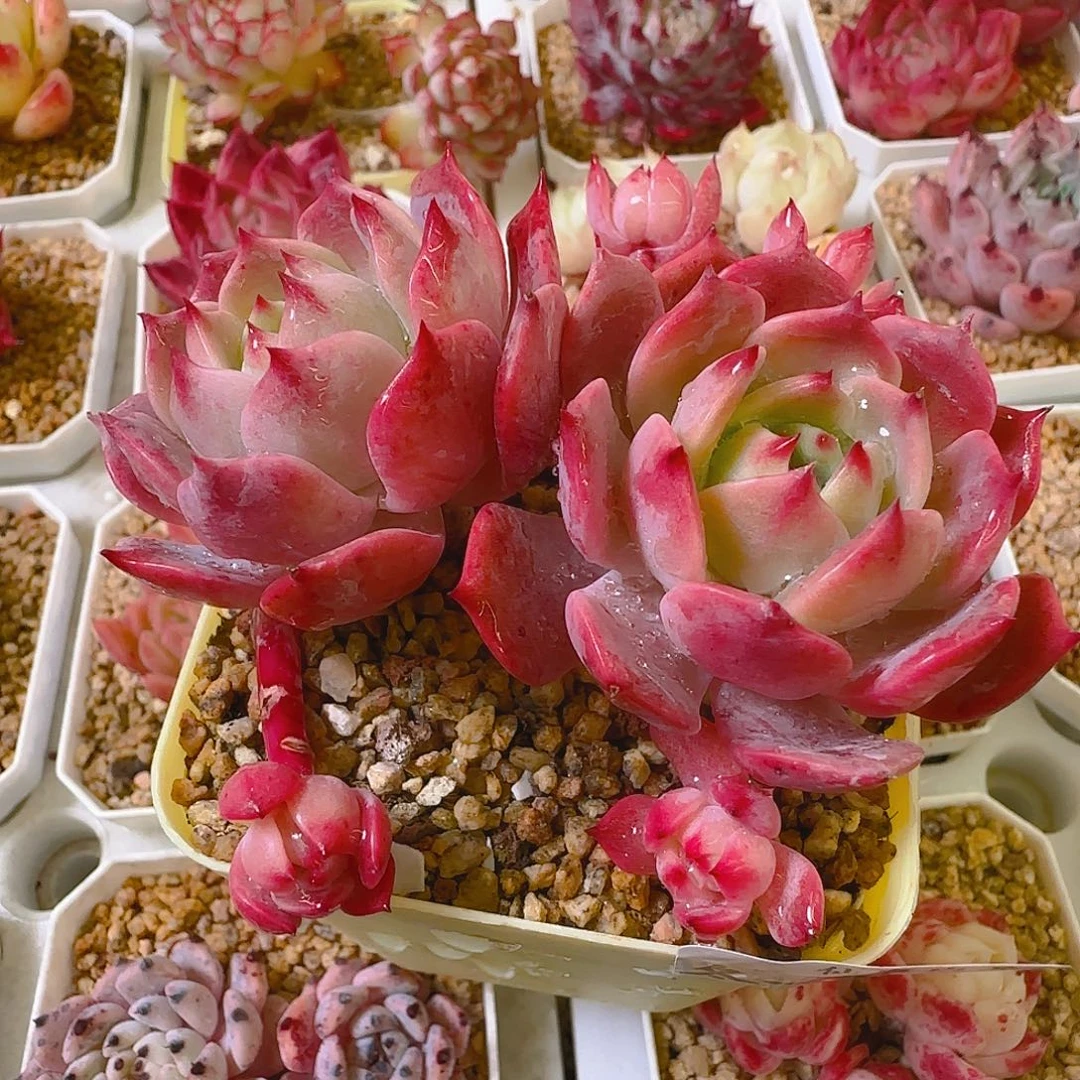 劳伦新品，067，仙农出品多肉