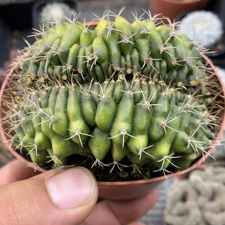 实生翠皇冠缀特价福利