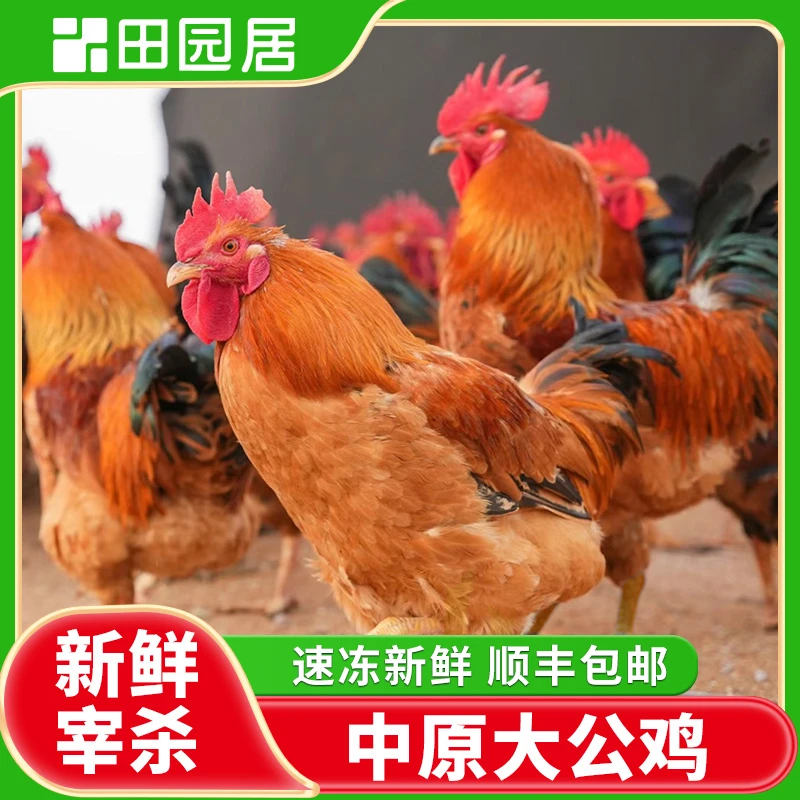 【田园居】田园公鸡 两只装  顺丰包邮