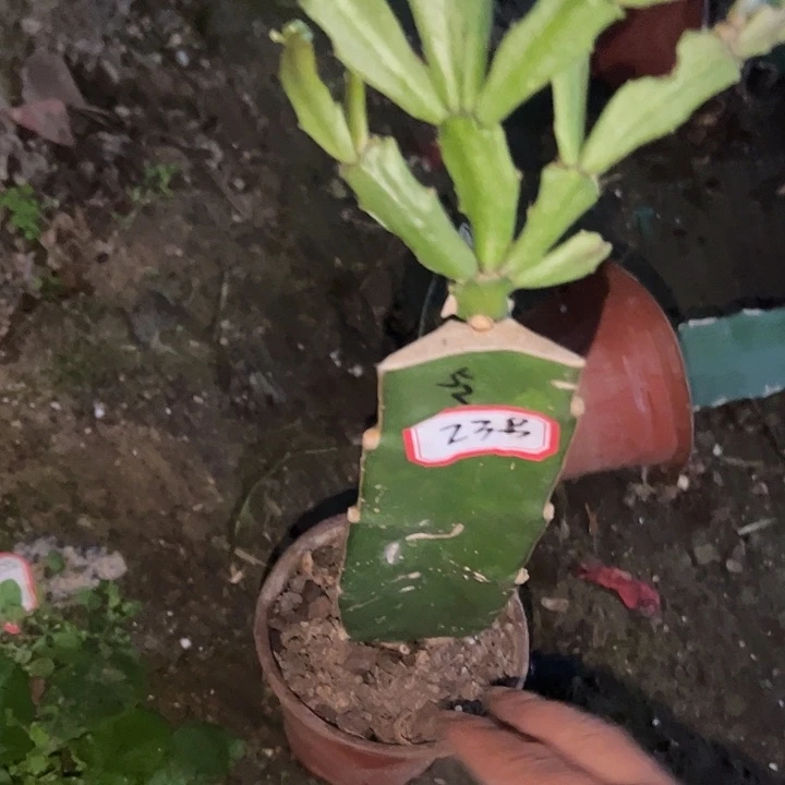 A***_23号带盆052天使的云