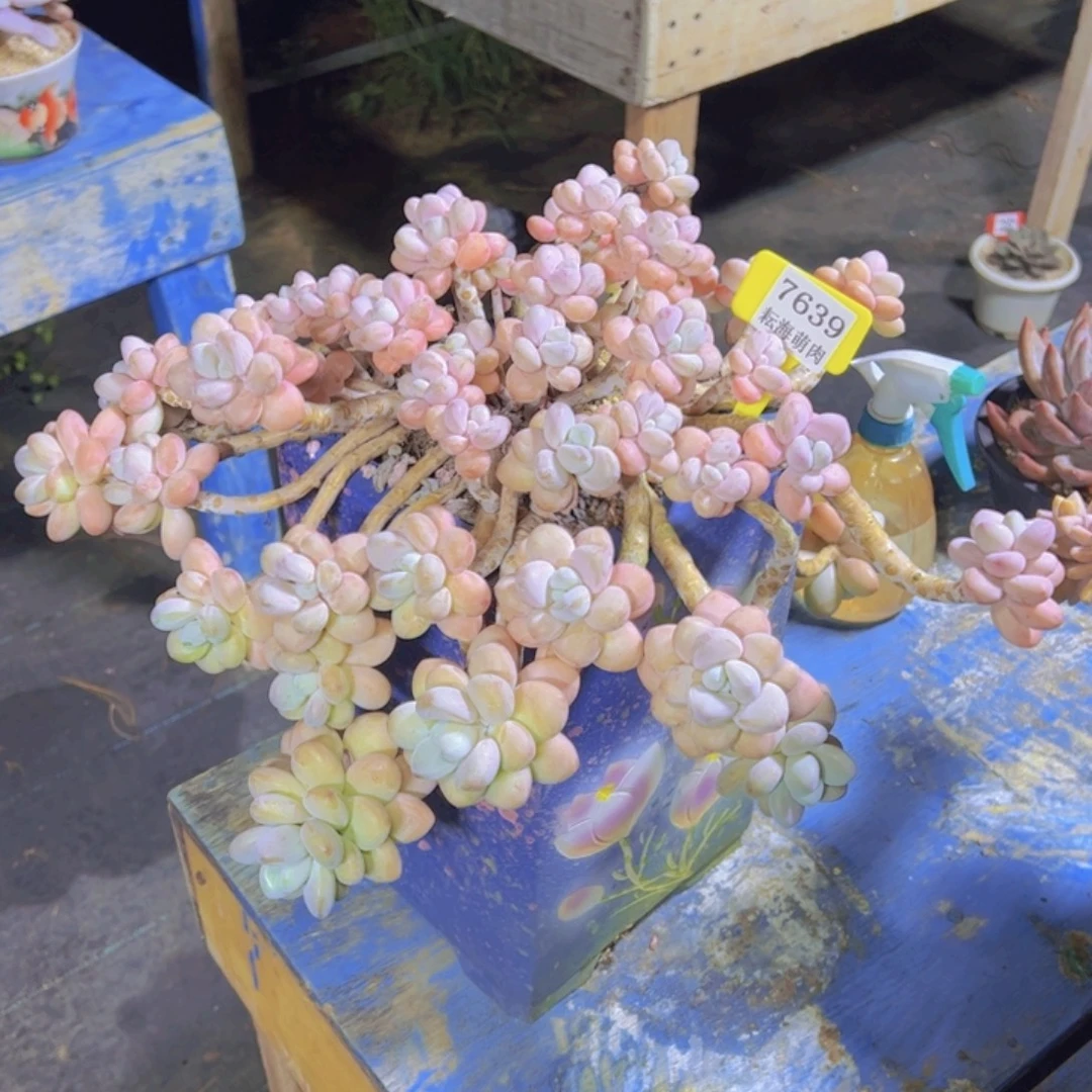 洛神7639多肉植物