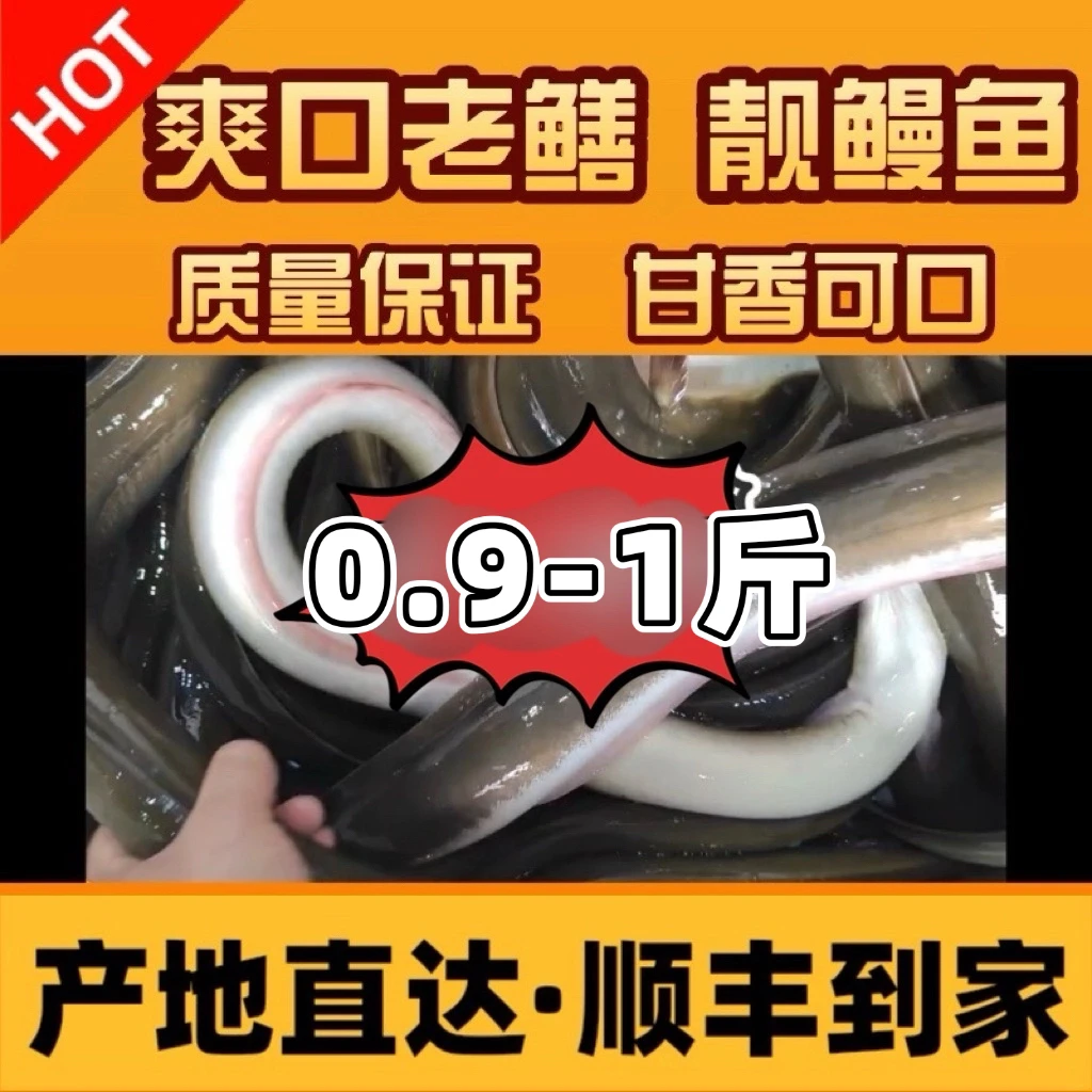 0.9-1斤重《拍下前请联系》脆口鳗鱼（含运费）