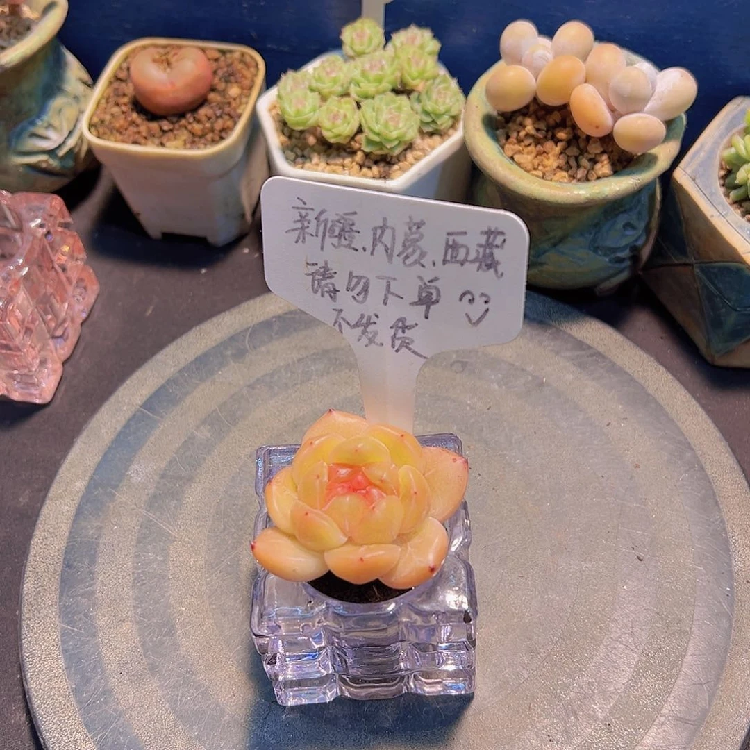 新品，多肉植物，……
