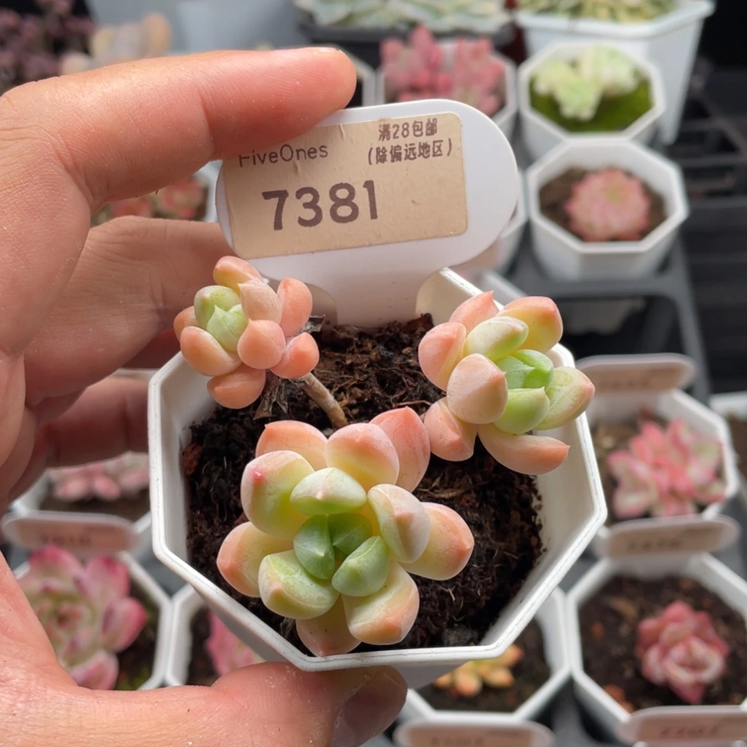 幻境7381-6.5厘米