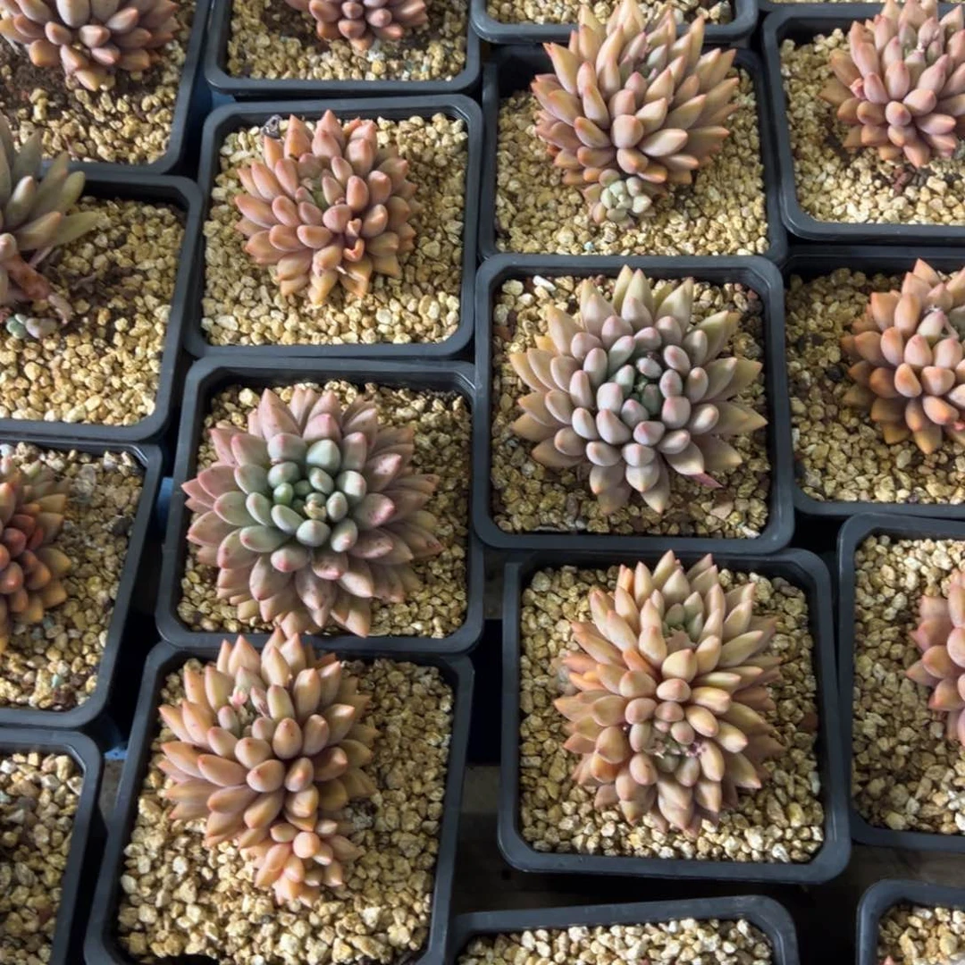 水晶球0000000000000