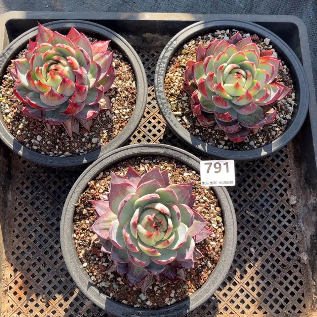 791号新疆西藏内蒙古不包邮的