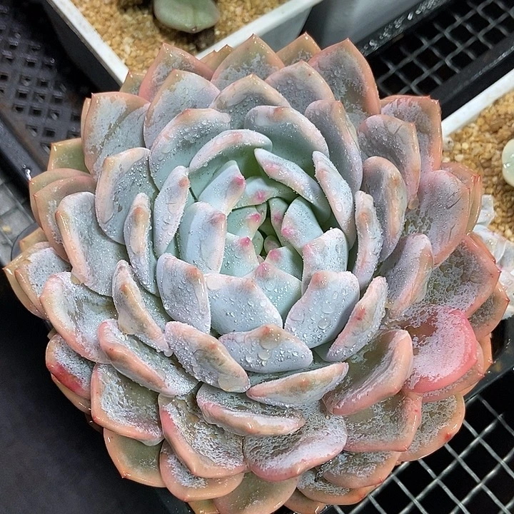 橙梦露锦超大的多肉