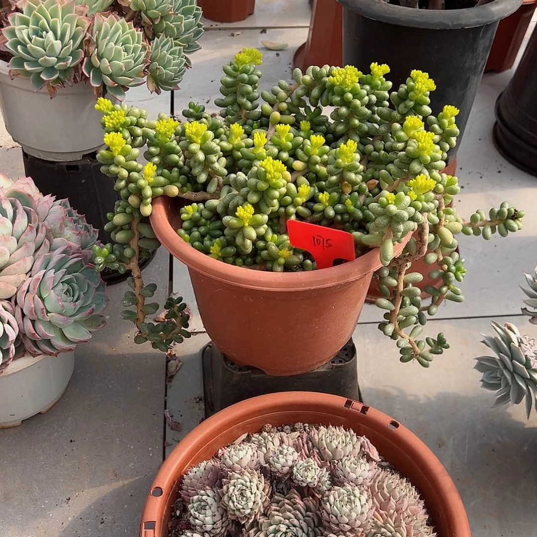 张*?1075绿龟卵多肉植物