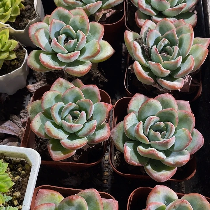 大单头泡芙带盆土发