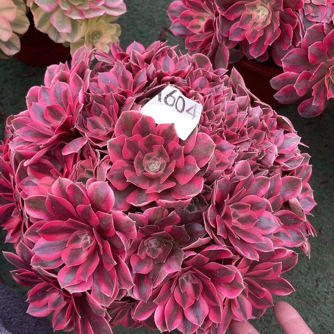 604.红粉佳人多肉植物