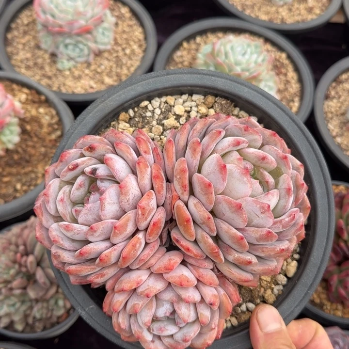 17厘米的尺寸一物一拍的