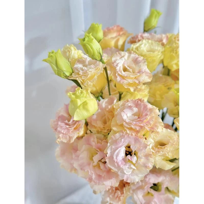 鲜花【香槟洋桔梗】同地址两单顺丰或京东送货上门