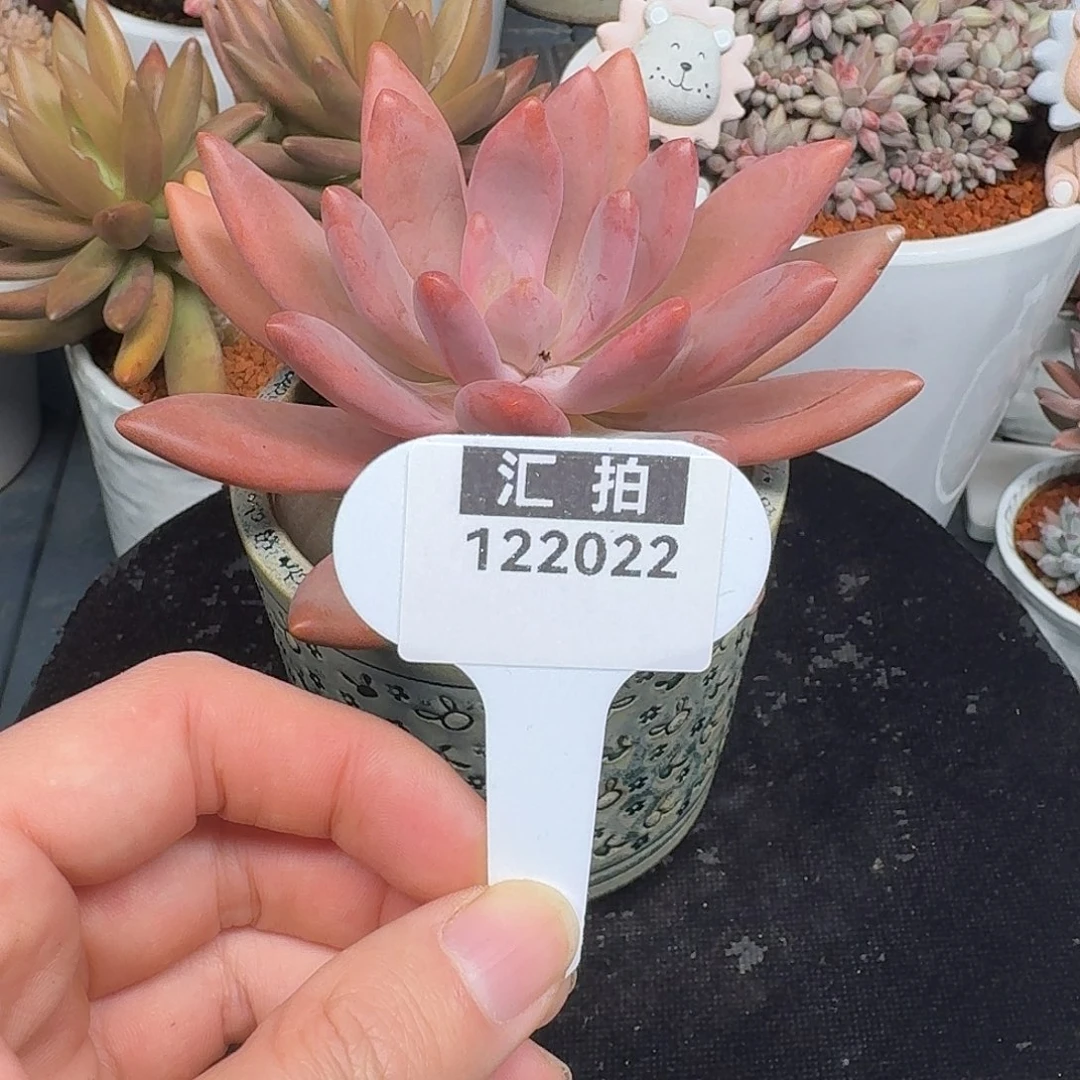 精品多肉植物122022