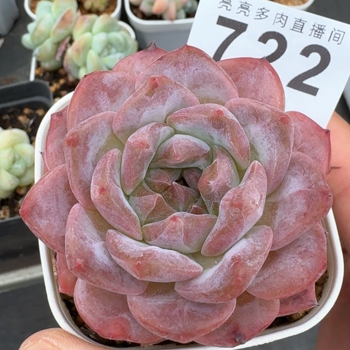 粉魄  开播福利多肉植物