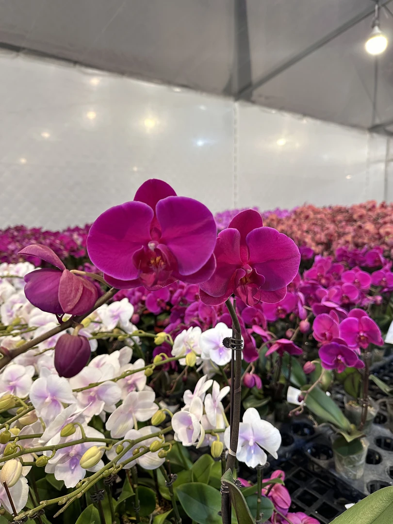 蝴蝶兰【红宝石】3.5寸杯年宵花喜庆精致美观好养花期长带花带花苞