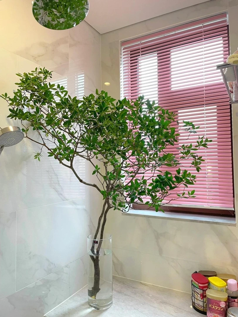 杜鹃水培植物室内好养高大马醉木吊钟树枝青松条水养绿植盆栽室内