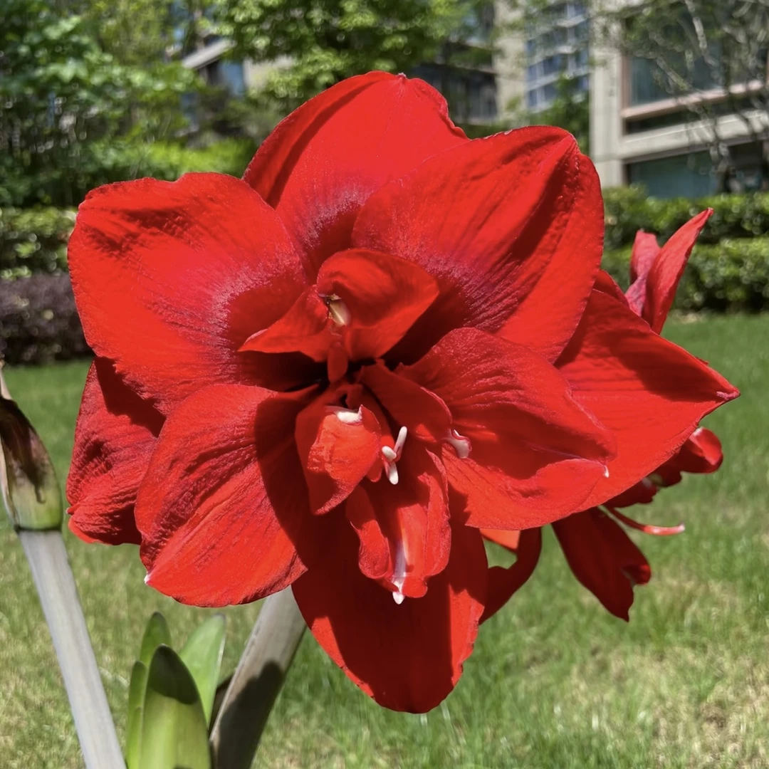 双王朱顶红种球红色重瓣大花盆栽地栽新手易养护爆花强