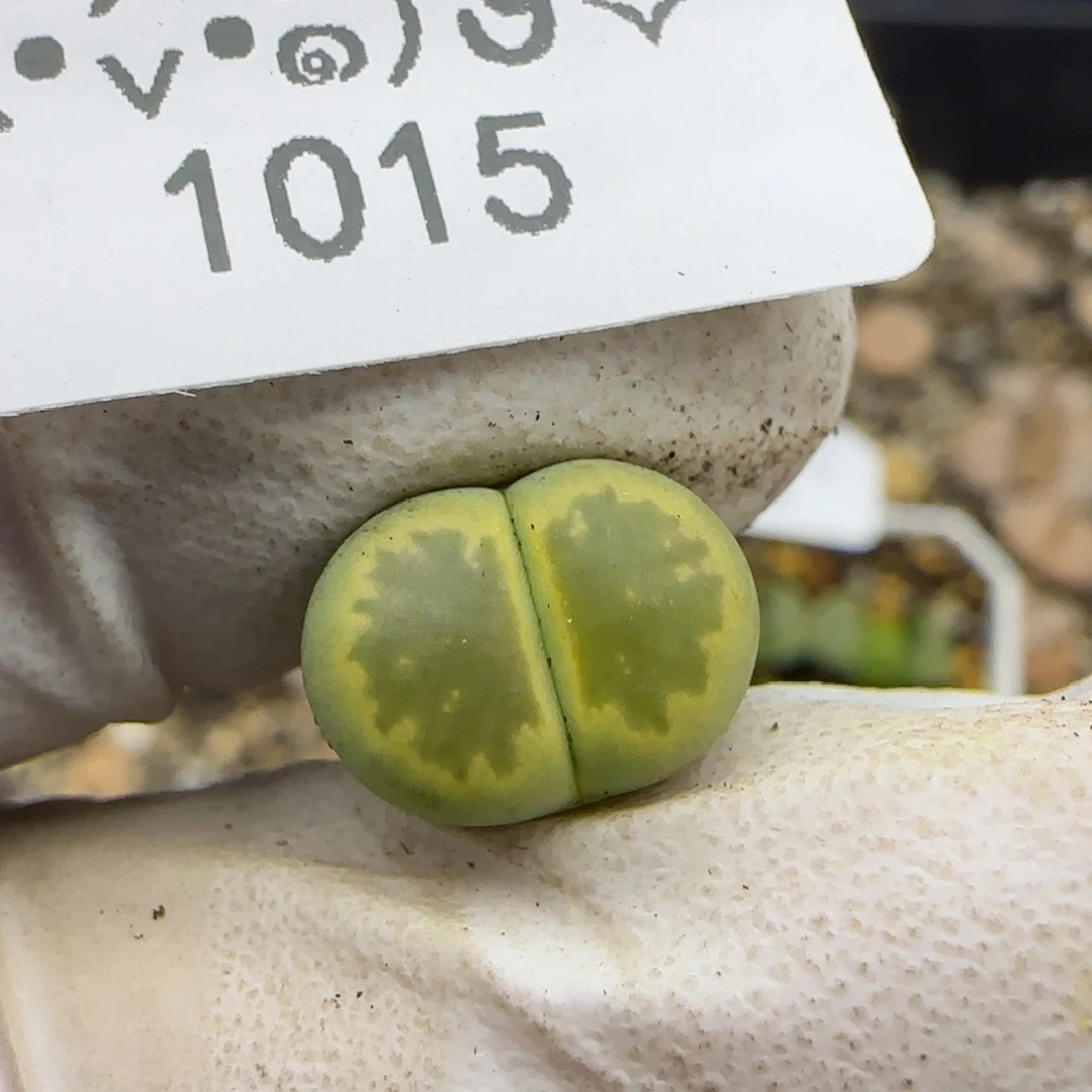 1015。绿菊。。。。。。。