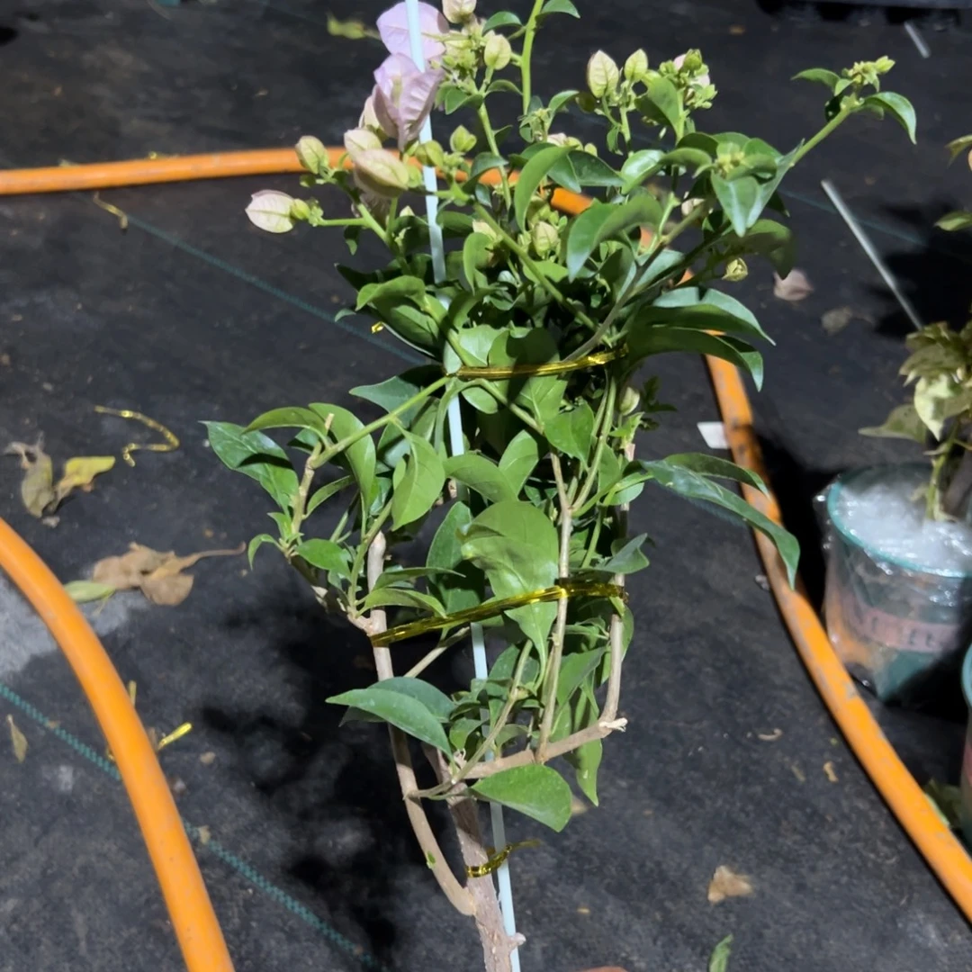 无花朵【100号苹果花一棵】随机发货福利款不售后