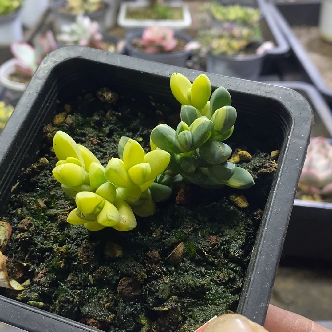 0533鹿角海棠锦多肉