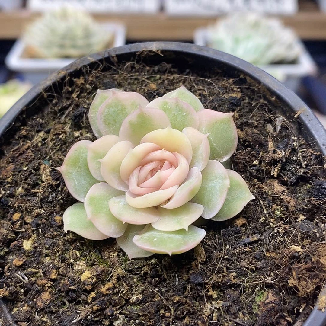 1562 漂亮昂斯诺锦