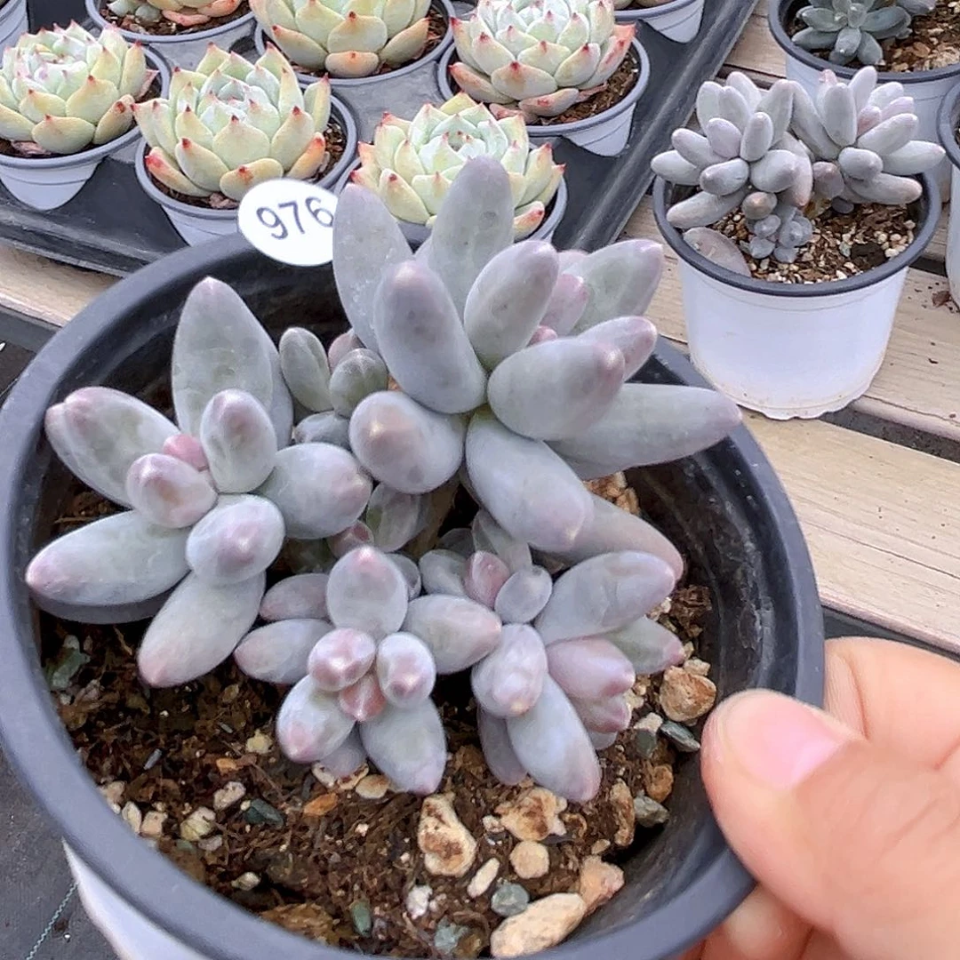 976 乌啦奶  满18包邮