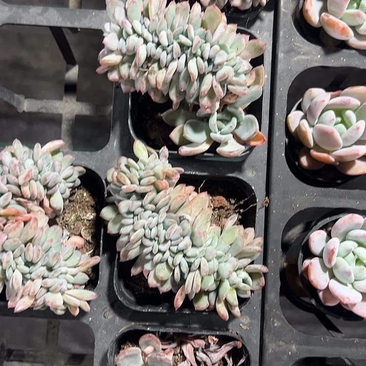 粉珍妮缀化多肉植物