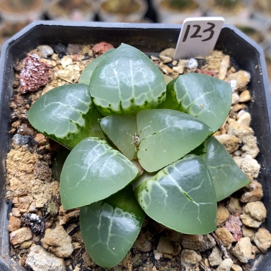 123号月光女神多肉植物