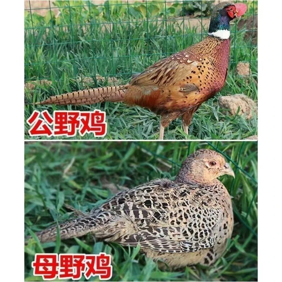 （龙华专属）一公两母，粮食喂养，能下蛋繁殖，生鲜山鸡