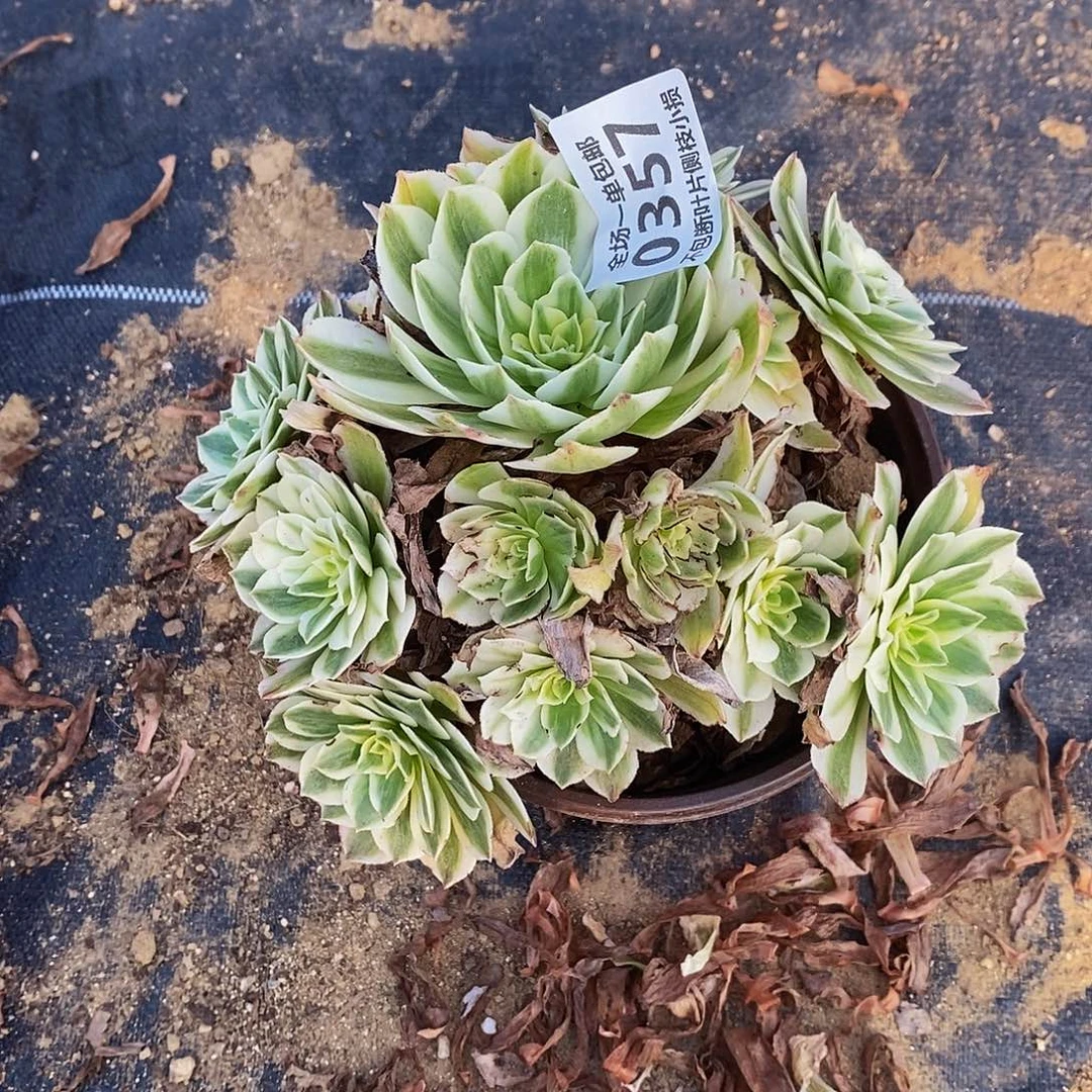 357伊丽莎白多肉法师锦