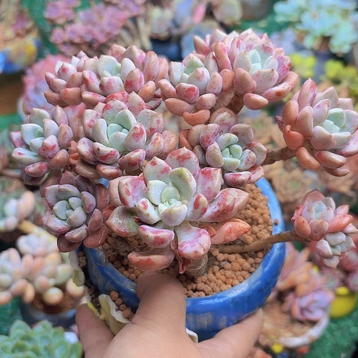 花斑鹿多肉一颗 发发