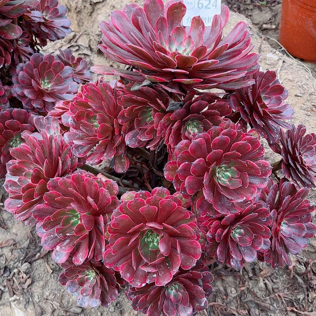 无花朵多肉植物624