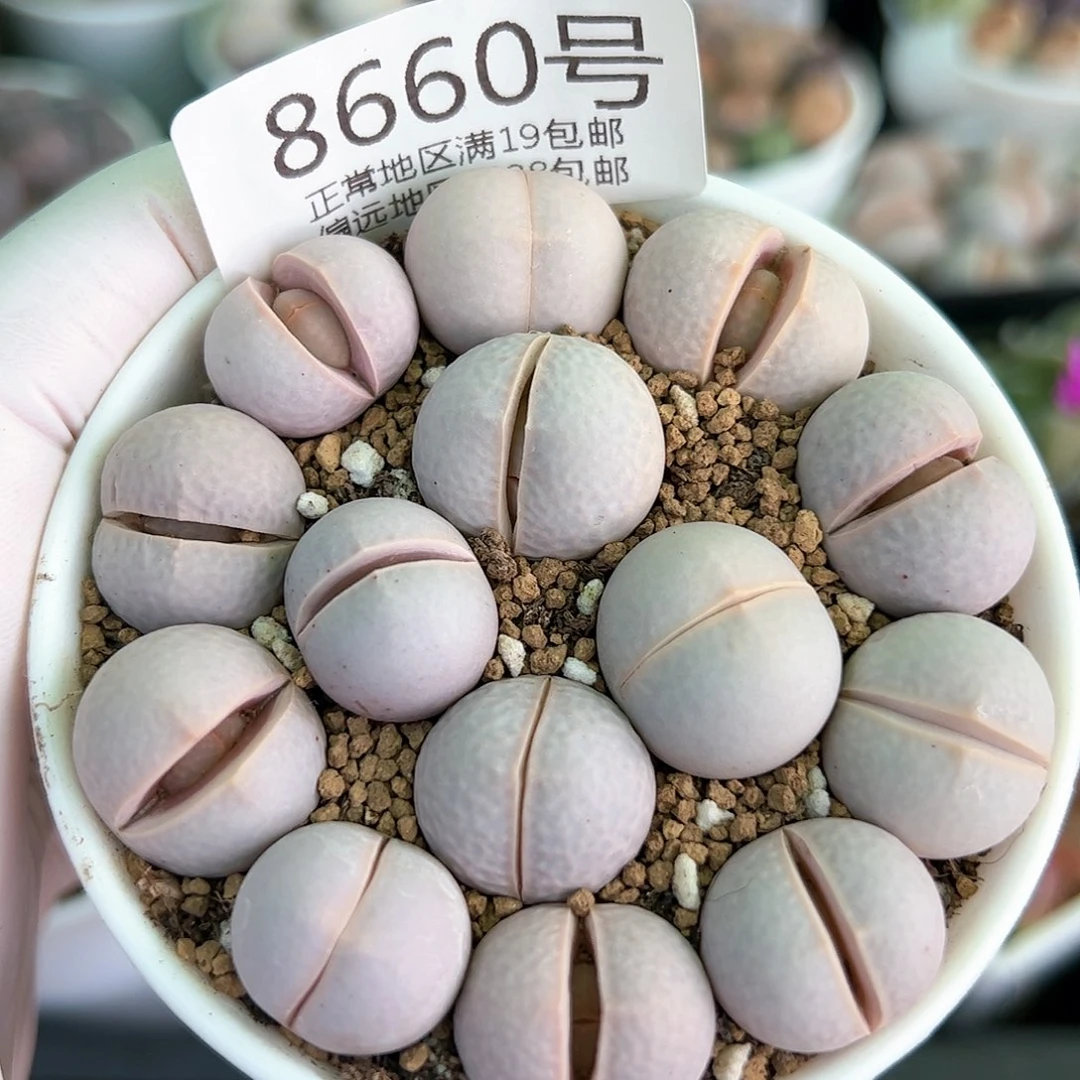 好养易活生石花大母本8660