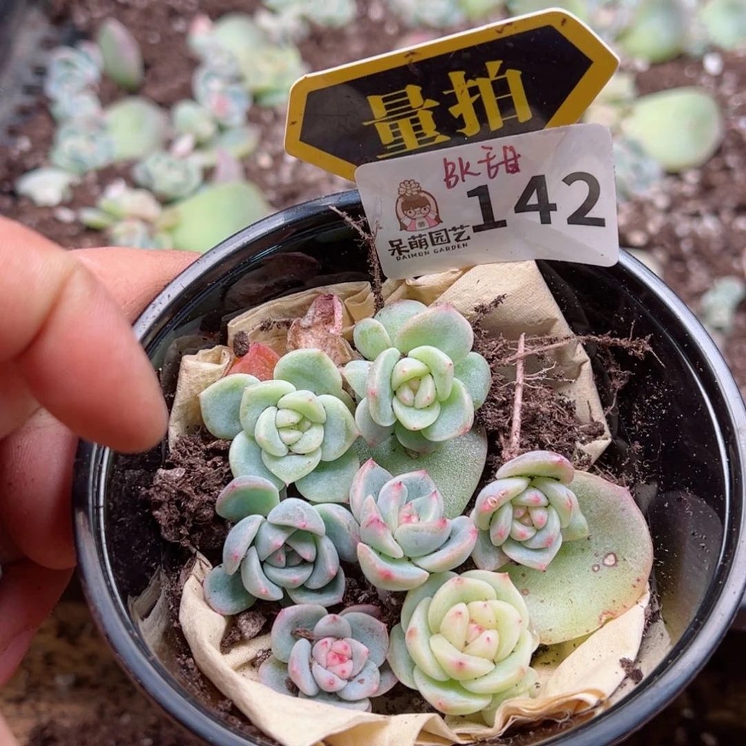 多肉植物多肉植物