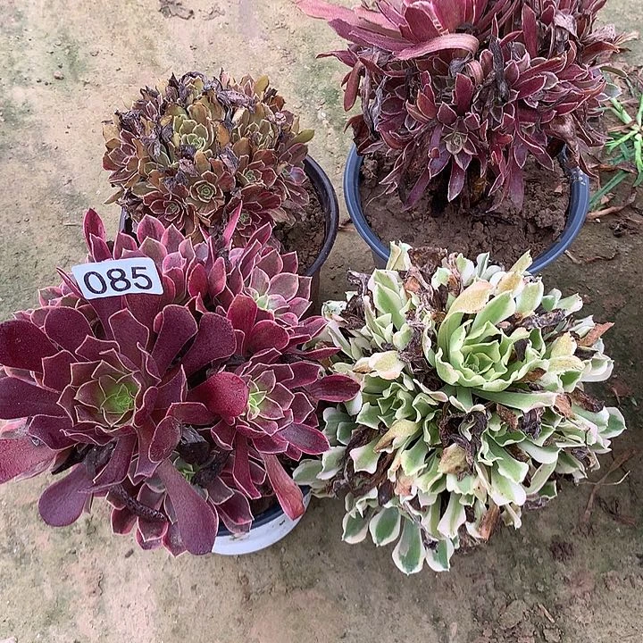 无花朵故*085四颗多肉植物组合