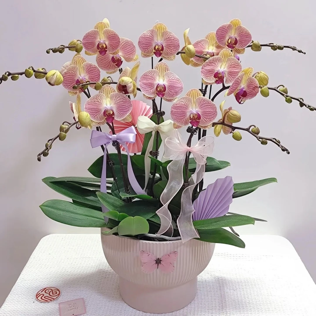 蝴蝶兰【1.7寸宝宝苗5颗】5个品种5种颜色苗情好