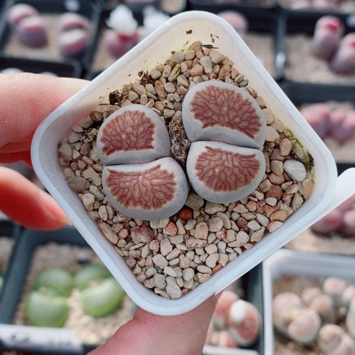 生石花花花花花花361