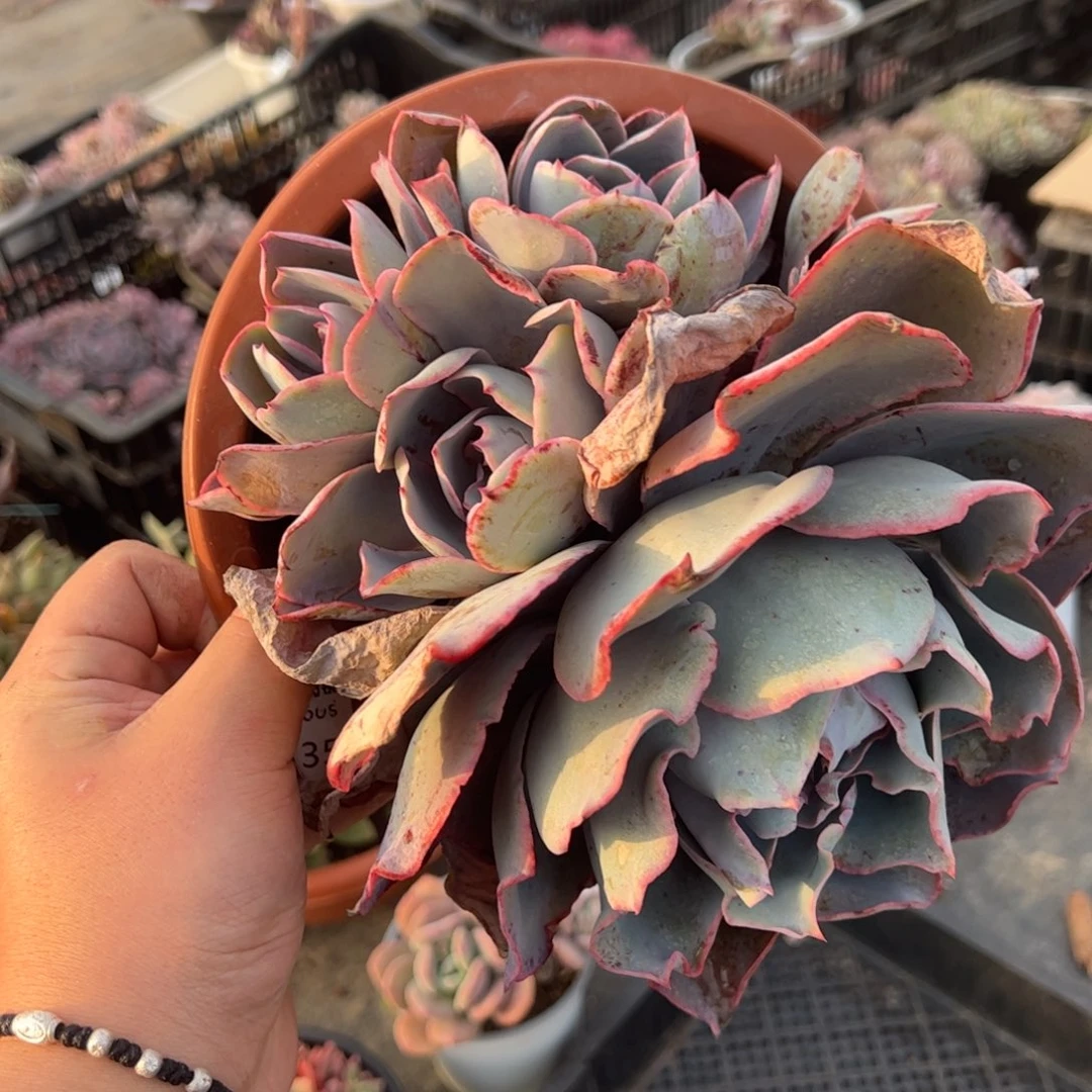 晚霞大单头带仔老桩