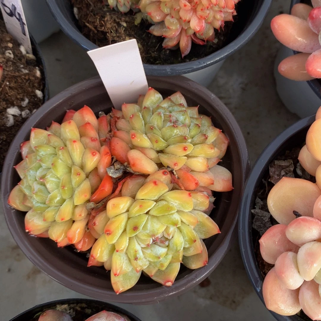 黄体冰魄7272727272728