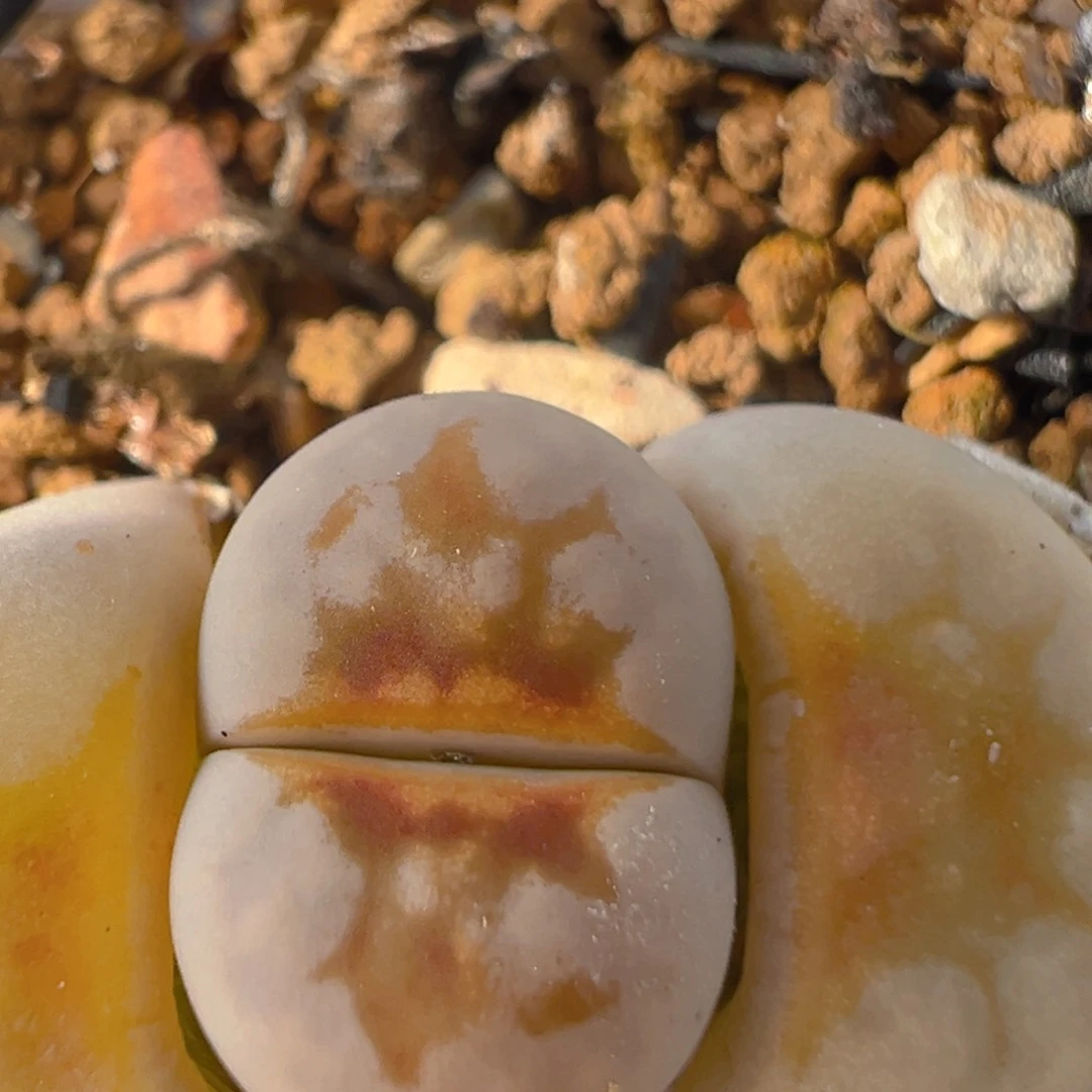 六*65多肉植物百科知识