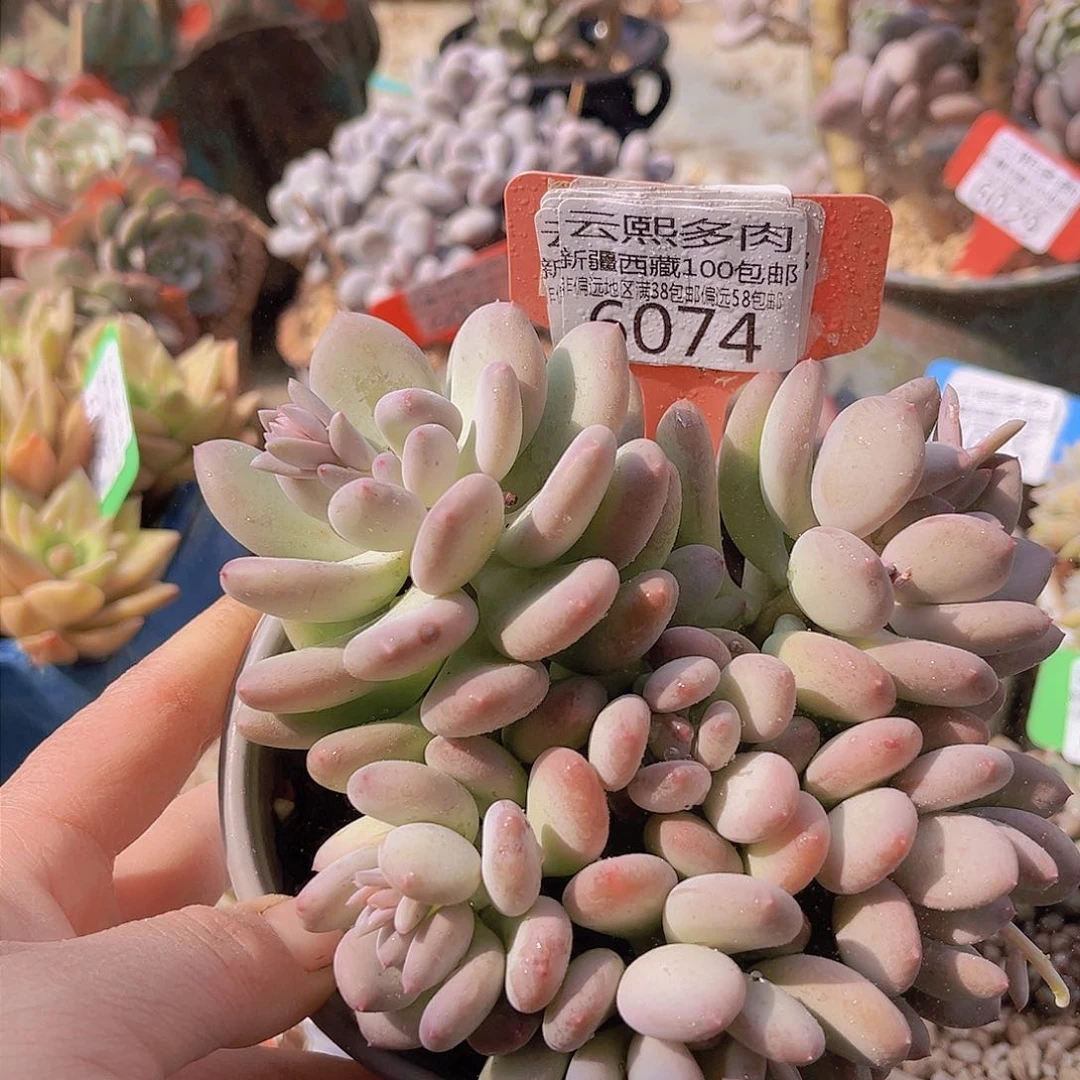 6074三日月美人。